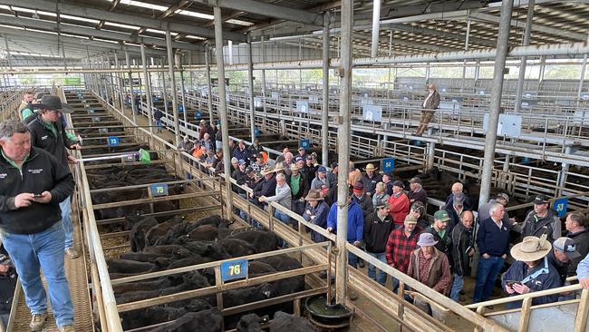 Leongatha store cattle sale Thursday September 12.