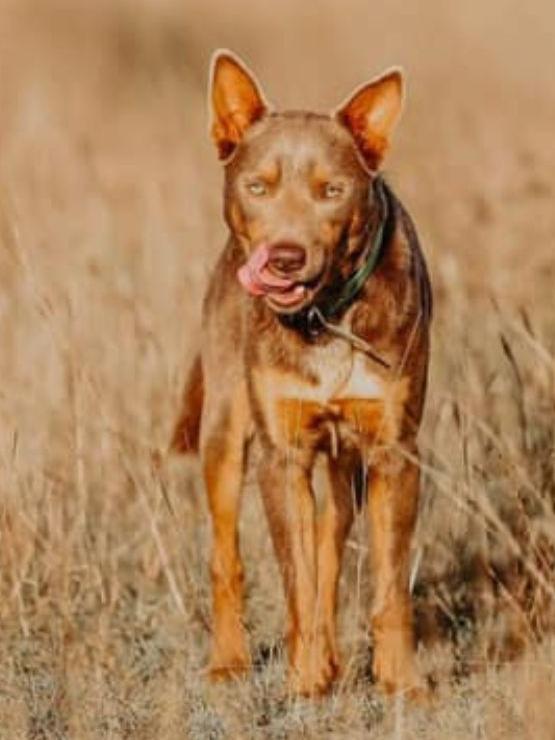 A purebred kelpie from Maryborough.