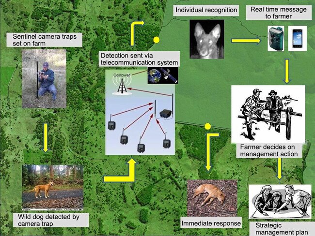 ON THE FRONT FOOT: The Wild Dog Alert schematic representation of how the early detection system alerts landholders so management action can be undertaken. Picture: Contributed