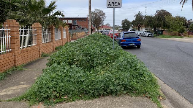 A neglected verge on Hammond Rd, Findon. Photo: Caleb Bond