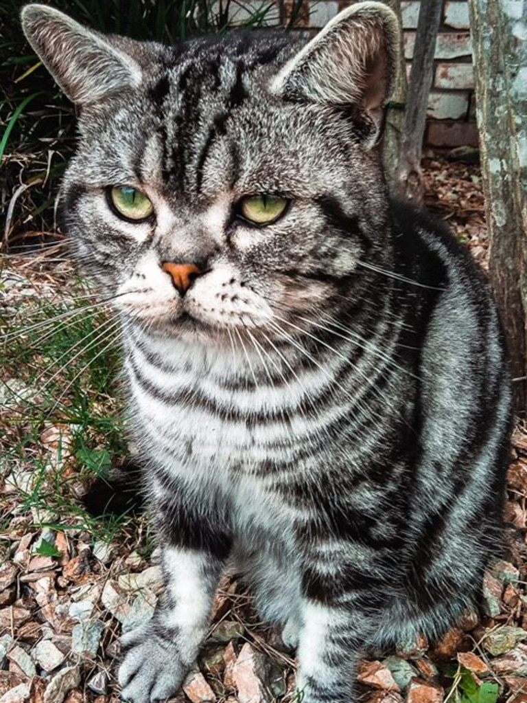 What about the most grumpiest looking cat? Picture: Shellbell Walters