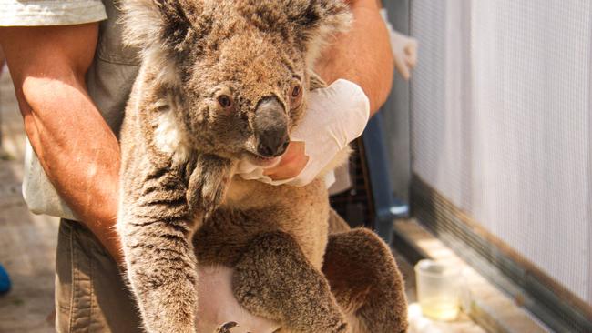 Taronga Wildlife Hospital and Science for Wildlife undertook a daring rescue operation to save a small group of chlamydia-free koalas in bushfire-ravaged Kanangra-Boyd National Park in December. Picture: Taronga Conservation Society Australia