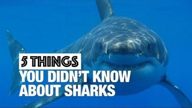 Five Surprising Shark Facts