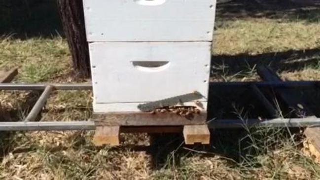 Warwick beekeeper prepares for winter