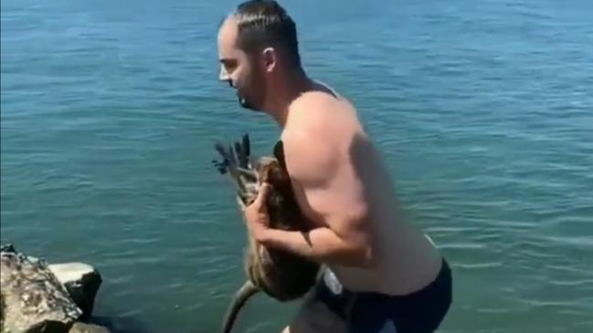 SOCIAL MEDIA IMAGE DISCUSS USE WITH YOUR EDITOR - This wallaby was rescued from a breakwater by locals. (PHOTO CREDIT: Merty Kerter)