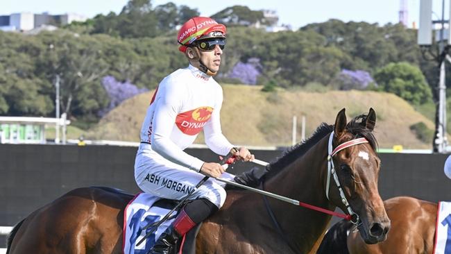 Ashley Morgan looks set for a good day at Tamworth. Picture: Bradley Photos