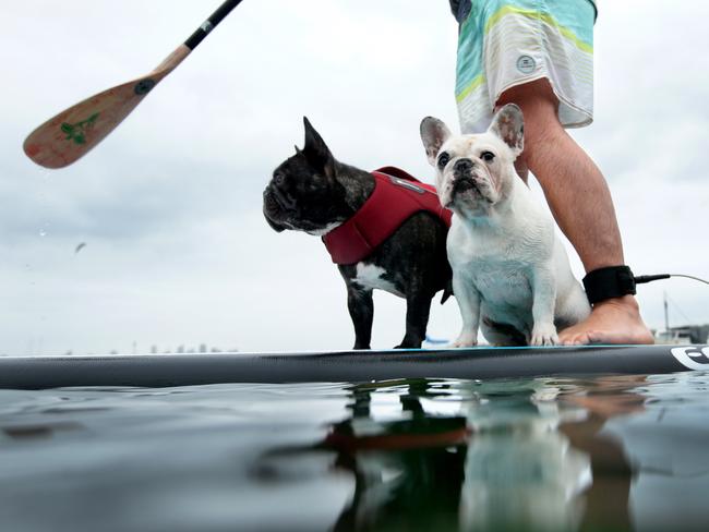 Dog paddling takes on a new meaning for Chowdeur (left) and Panda.