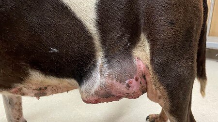 A Glenmore Park woman was convicted and sentenced for not seeking treatment for her dog Suzy’s large cancerous growth.