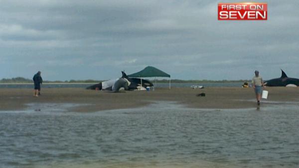 The rescue operation to save whales near Fraser Island. Photo: Seven News