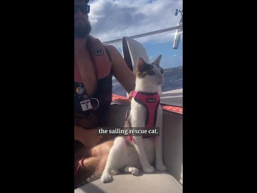 Adelaide couple and their crew cat living the dream at sea