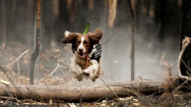 Sprining into action.... Taylor the koala detection dog. Picture Nathan Edwards.