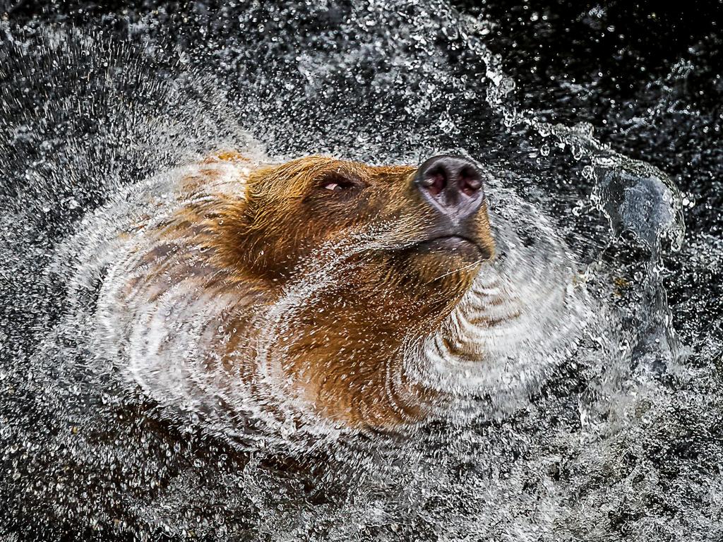 Shake it off: A bear liberates himself in the USA wilderness. Picture: Luisa Pericoli/TNC Photo Contest 2023