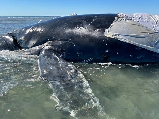 The humpback whale was successfully refloated after getting stranded off the coast of Hervey Bay.