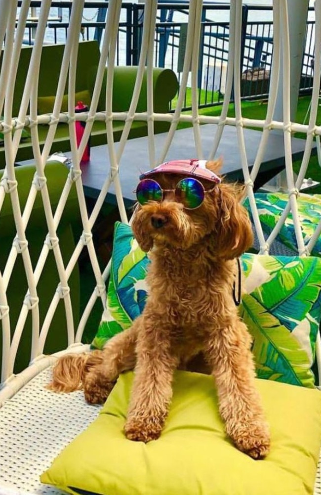 Instagram-famous pup Oscar the Cavoodle is at the centre of a Federal Court battle after a barrister claimed Nine News defamed her in its reporting of the custody dispute surrounding the dog.