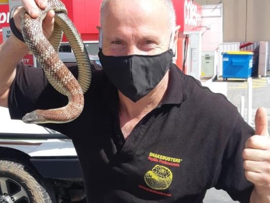 Spotted in Coles Express Servo Nunawading today.  Yes deadly tiger snakes like this ripper specimen have been hitching rides in cars and turning up in weird places this week., Lucky the Melbourne snake catcher, Raymond Hoser (AKA Snakeman) was on the job and keeping people safe!, Also this week, snakes in a wall cavity in a big Melbourne Uni in a large building (still there when last checked ….), Copperheads all over the place, including in some pallets from who knows where. A tree snake hitching a ride down from Queensland, turned up in east Bentleigh (remember the scientific name for that one is Charlepiersonserpens punctulatus), a massive Brown Snake, a Copperhead and a Tiger snake all in Warrandyte at the same time! More snakes in Diamond Creek, Sunshine North (again), Hillside (quite a few), etc., For the best information on how to stay snake safe this spring see http://www.snakebusters.com.au/sbsmel1.htm