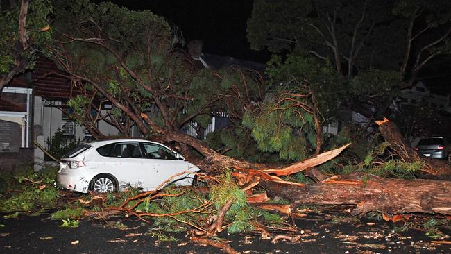 A large tree smashed onto cars and homes in, Camperdown. Picture: Belinda Rolland