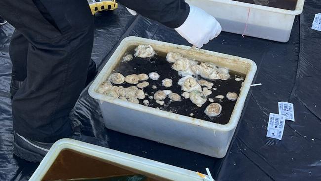 Psilocybin discovered by police during a separate search warrant at a Tarragindi property last year. This is not related to the court hearing involving Jack Miller. Photo: QLD Police/Archive