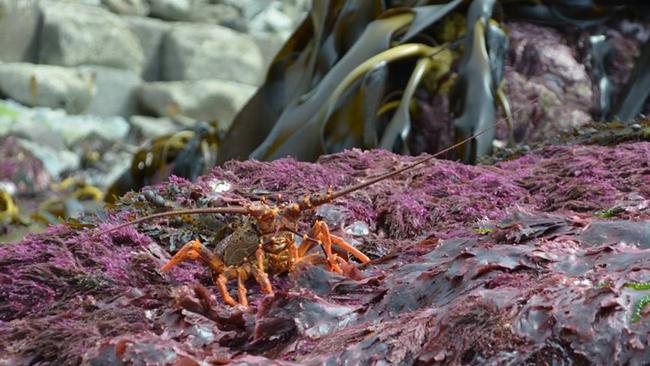 Marine life has been exposed as the sea beds are forced up. Picture: Anna Redmond/Facebook