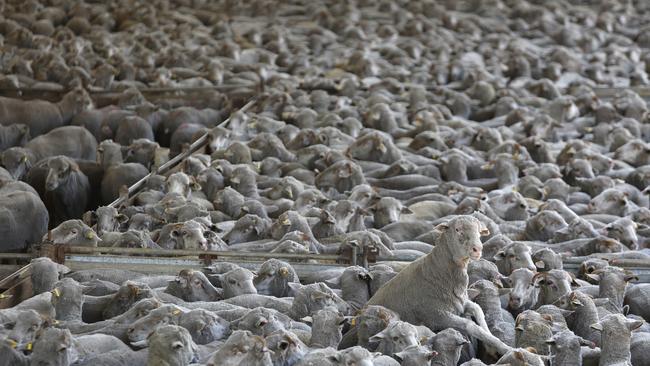 1st March 2023: Sheep in pins awaiitng loading on trucks bound for port, for live export at Peel Feedlot, Mardella, WA.  Philip Gostelow/The Australian