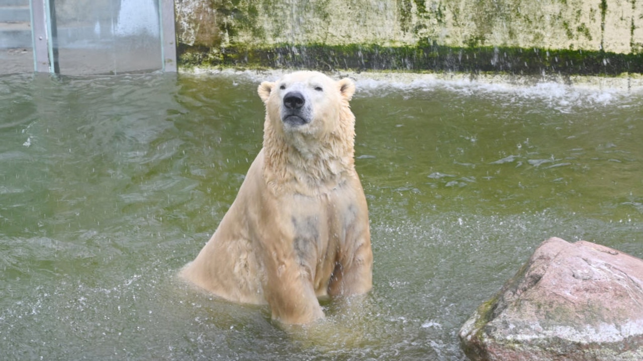 Polar bear Vitus swims in his tank. Since the closure of the zoo in mid-March due to coronavirus, Neumünster Zoo has been dependent on donations to survive due to a lack of visitors. Picture: Carsten Rehder/dpa