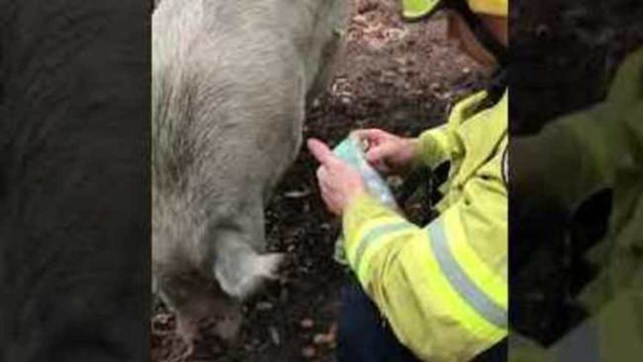 Firefighters Tend to Pig Found Wandering in New South Wales Bushfire Zone