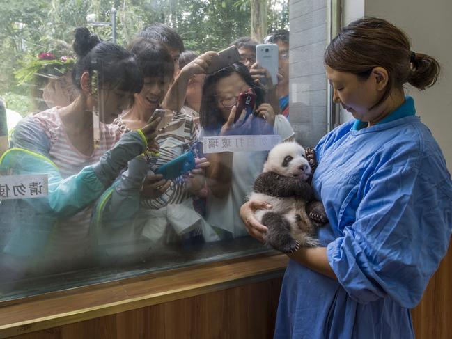 Caretaker Li Feng cradles her precious charge by the window of BifengxiaÕs panda nursery, the most popular stop for visitors touring the facilities. More than 400,000 people visit each year to glimpse and snap photos of China’s most beloved baby animals. The Chinese have spent the past quarter of a century perfecting breeding methods, building a captive population and protecting habitat. The giant panda was recently taken off the world endangered species list—a minor miracle, due to the unique efforts of Chinese zoologists and conservationists