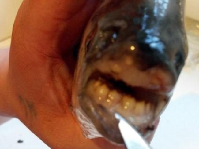 Ugh. The pacu is a popular pet when young but tend to get dumped in public waterways when they grow too big. Picture: CEN/Australscope