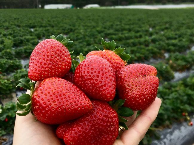 Strawberries from Ashbern Farms.