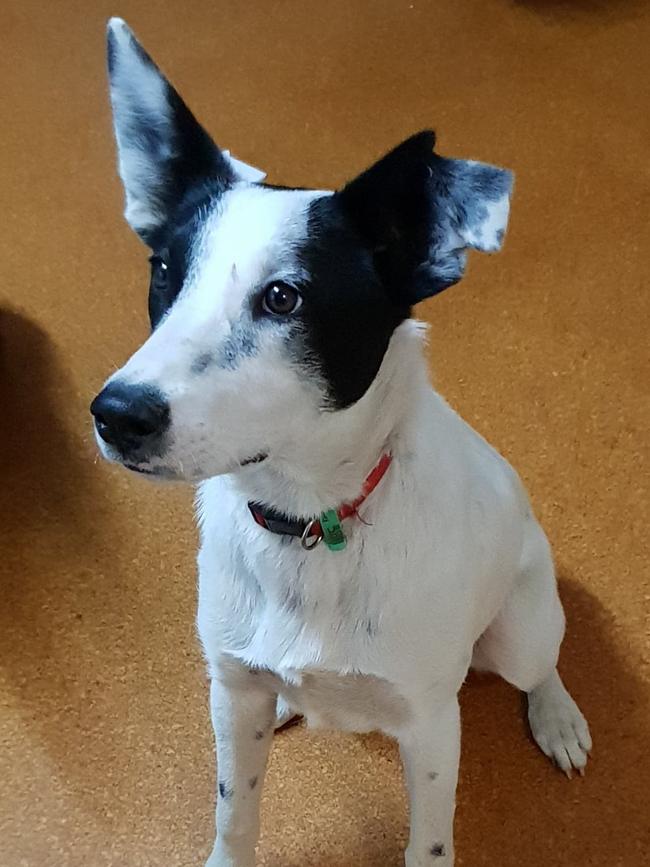 With his tattered ear, Maverick is an unforgettable fellow from ABC Rescue.