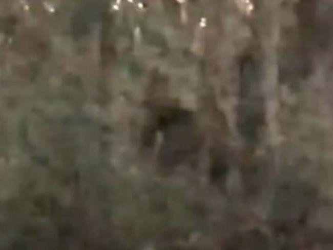 An Australian bigfoot in the bush, or something else entirely? Picture: Facebook