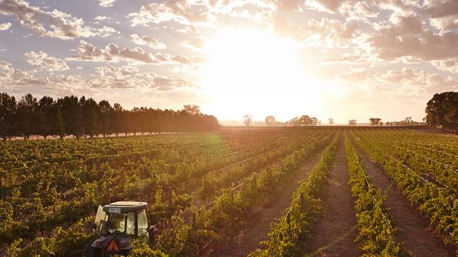 Victorian vineyards could be pushed to Tasmania. Picture: Supplied