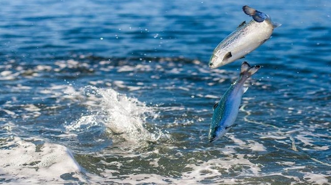 Salmon prices have eased from record highs but input costs, such as feed, remain elevated. Picture: Tassal