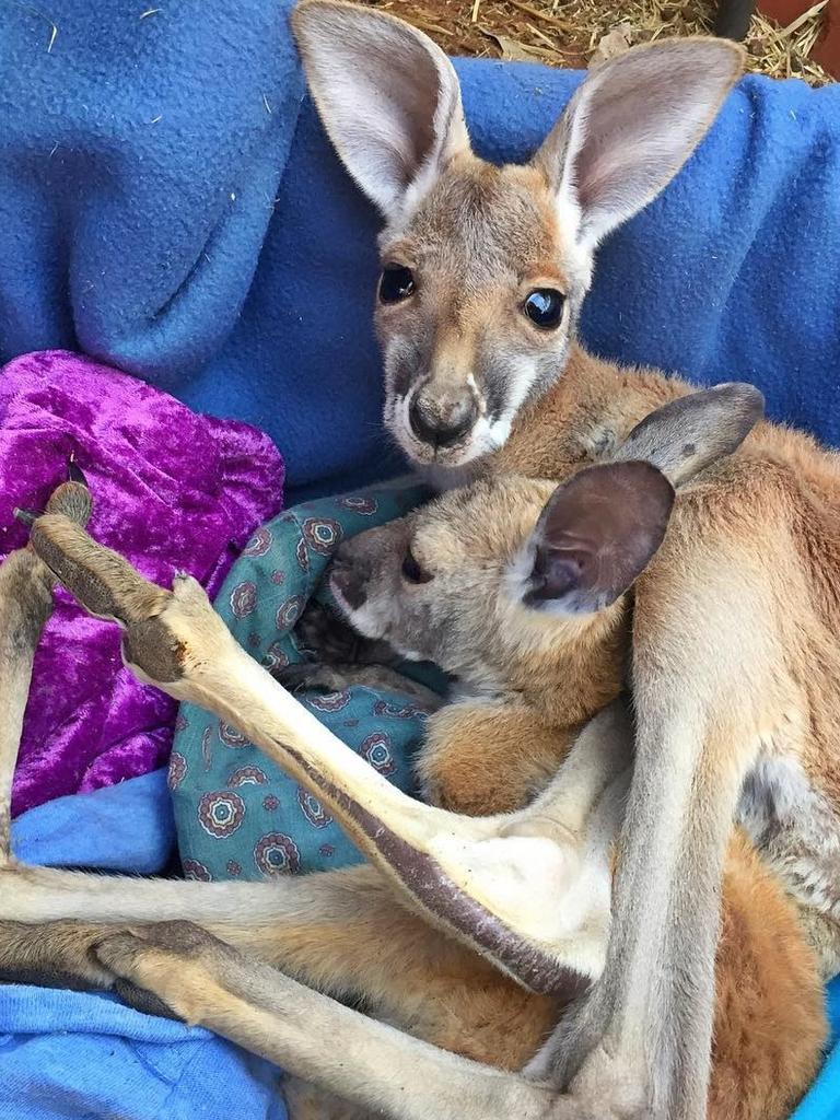 Look mum, we put ourselves to bed. Roman and Little Man cuddle up. Picture: <a href="https://www.instagram.com/p/BZcH3orAGGW/?taken-by=thekangaroosanctuary" target="_blank">@thekangaroosanctuary/Instagram</a>