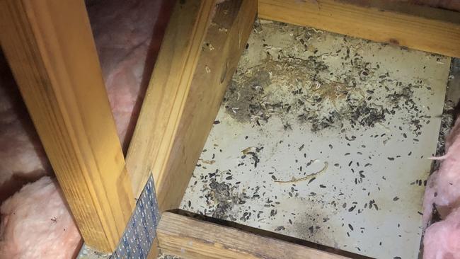 A whole roof void with a bad infestation. Rodent droppings can be seen when lifting up the insulation. Picture: Blue Chip Pest Control