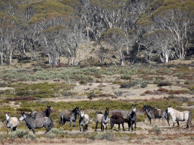 Wild brumbies roaming the Kosciuszko National Park. Picture: Stephen Cooper