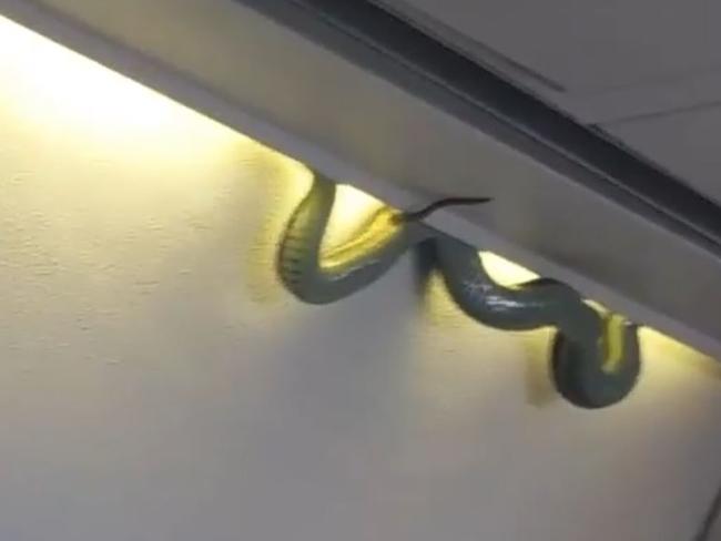 ‘Snake on a plane’ forces landing