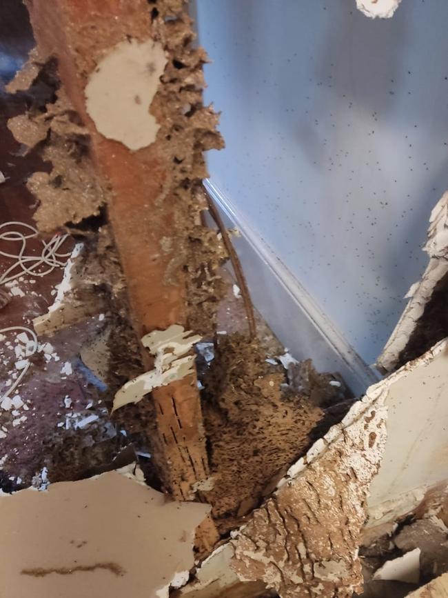 The termite infestation was uncovered in the building.