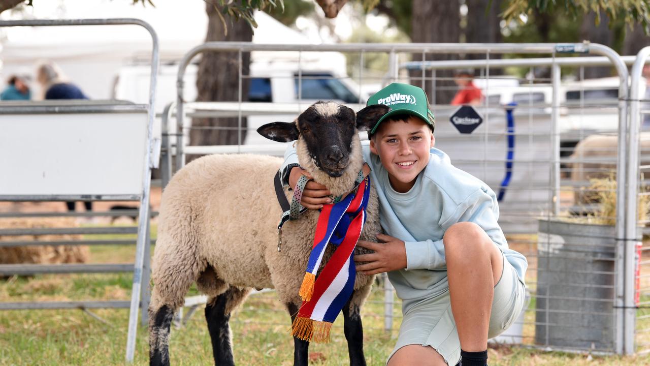 Archie Underwood with Daicos at the Bellarine Agriculture Show. Picture: David Smith