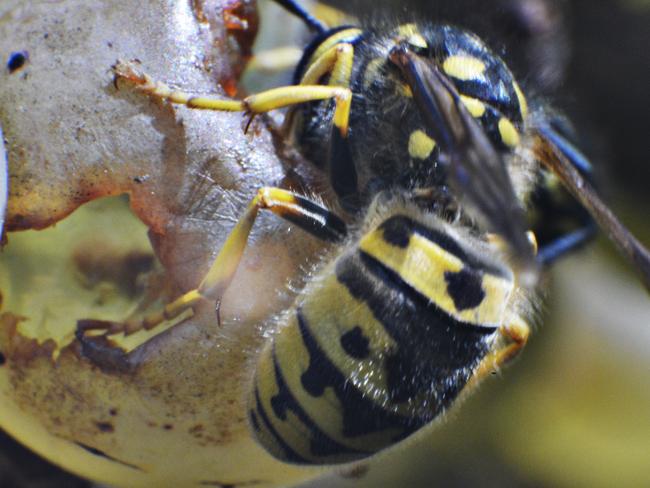 N41dv708 Harvest day at Watson�s Creek Wines in Kangaroo Ground, from picking grapes, escaping wasps to enjoying great food and wine. A European wasp tucks into a grape.