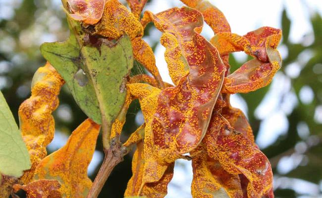 This is a heavy myrtle rust infection on a rose apple (or lily pilly) tree – a plant often found in backyards and streets. Picture: Contributed