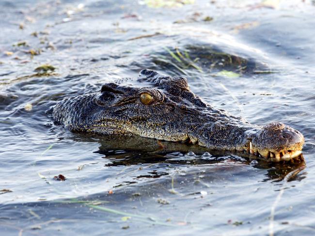 Emirates Melbourne Cup Tour. Racing. Crocodiles at Cooinda, in the Kakadu National Park.