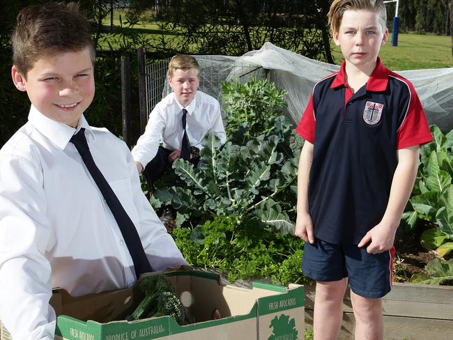 Will Hart, James Vaughan and Mitchel Vaughan harvesting their produce.