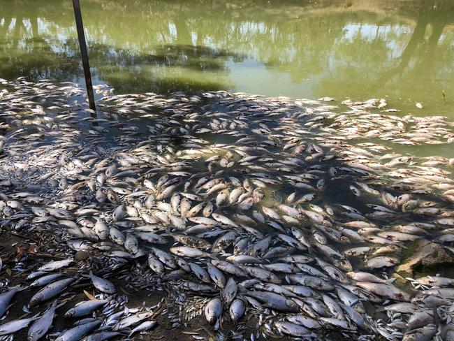 Mass fish deaths in the Menindee region last summer. Picture: Facebook