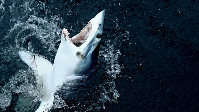 NEW BEDFORD, MA - JULY 14: A shortfin mako shark emerges from the water after being caught by Eric Kelly on the Kalida during the 31st North Atlantic Monster Shark Tournament on July 14, 2017 in New Bedford, Massachusetts. The annual non-profit fishing tournament brings fishermen from all over New England in search of shortfin mako, porbeagle and common thresher sharks.   Maddie Meyer Getty Images/AFP == FOR NEWSPAPERS, INTERNET, TELCOS & TELEVISION USE ONLY ==