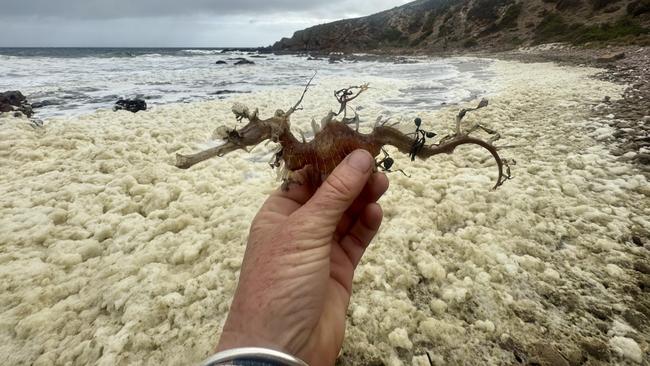 Dead sea dragon found on Kangaroo Island. Picture: RAD KI