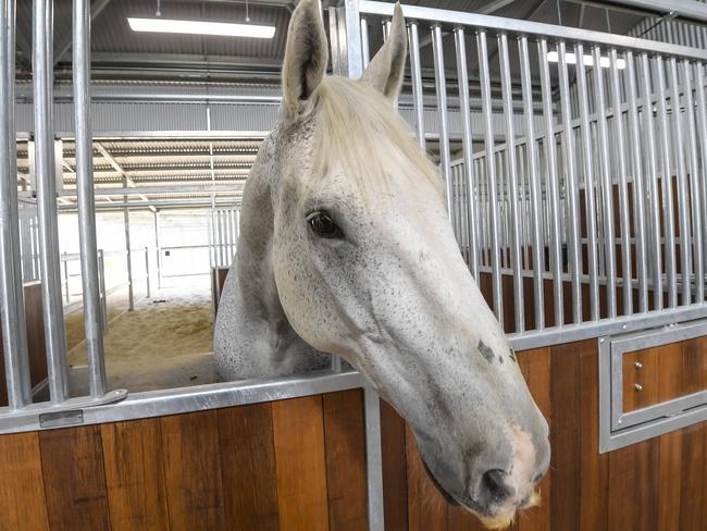 SEPTEMBER 25, 2024SAPOL Mounted Operations Unit moving into their new home at Gepps Cross. Picture : RoyVPhotography.