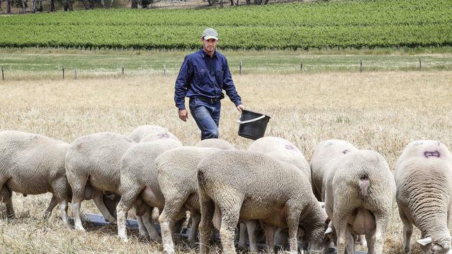 West Coast premiership captain Shannon Hurn at home on the family farm at Angaston. Picture: SARAH REED