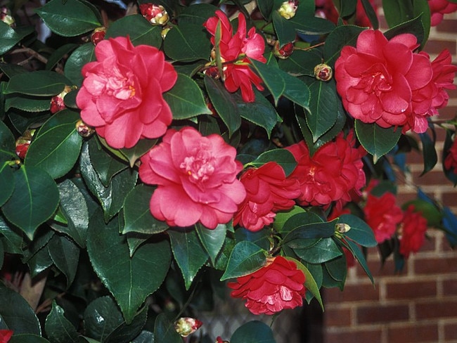 In the right position, nothing beats a camellia for adding colour and cheer to a garden in winter and spring.