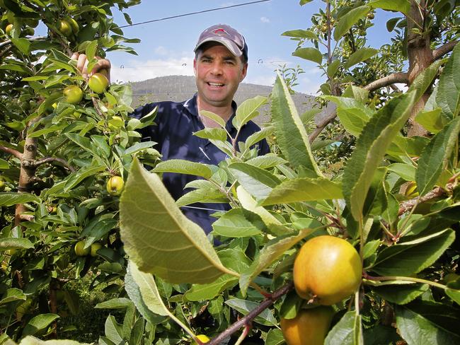 Hansen Orchards managing director Howard Hansen in one of his apple orchards in southern Tasmania.