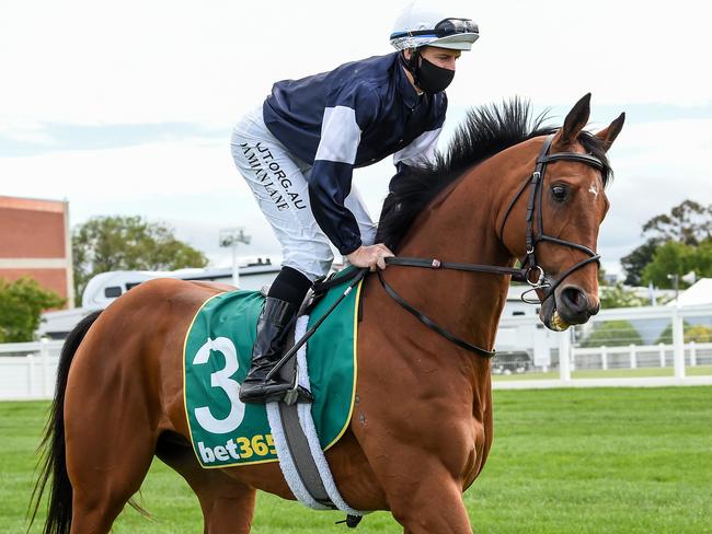 King Of Leogrance, ridden by Damian Lane, is seen prior to the Geelong Cup in which he ran third. Picture: Getty Images